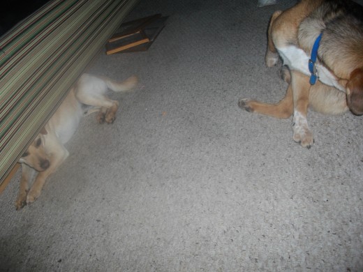more ewwwwie dogs