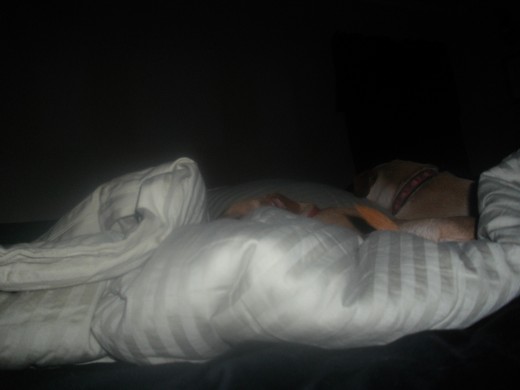 dogs in the bed with Memaw