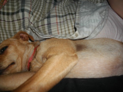 dog