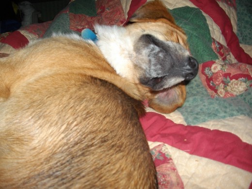 Dog
