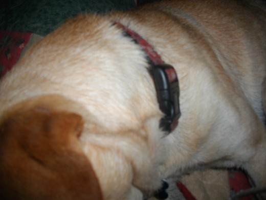 dog