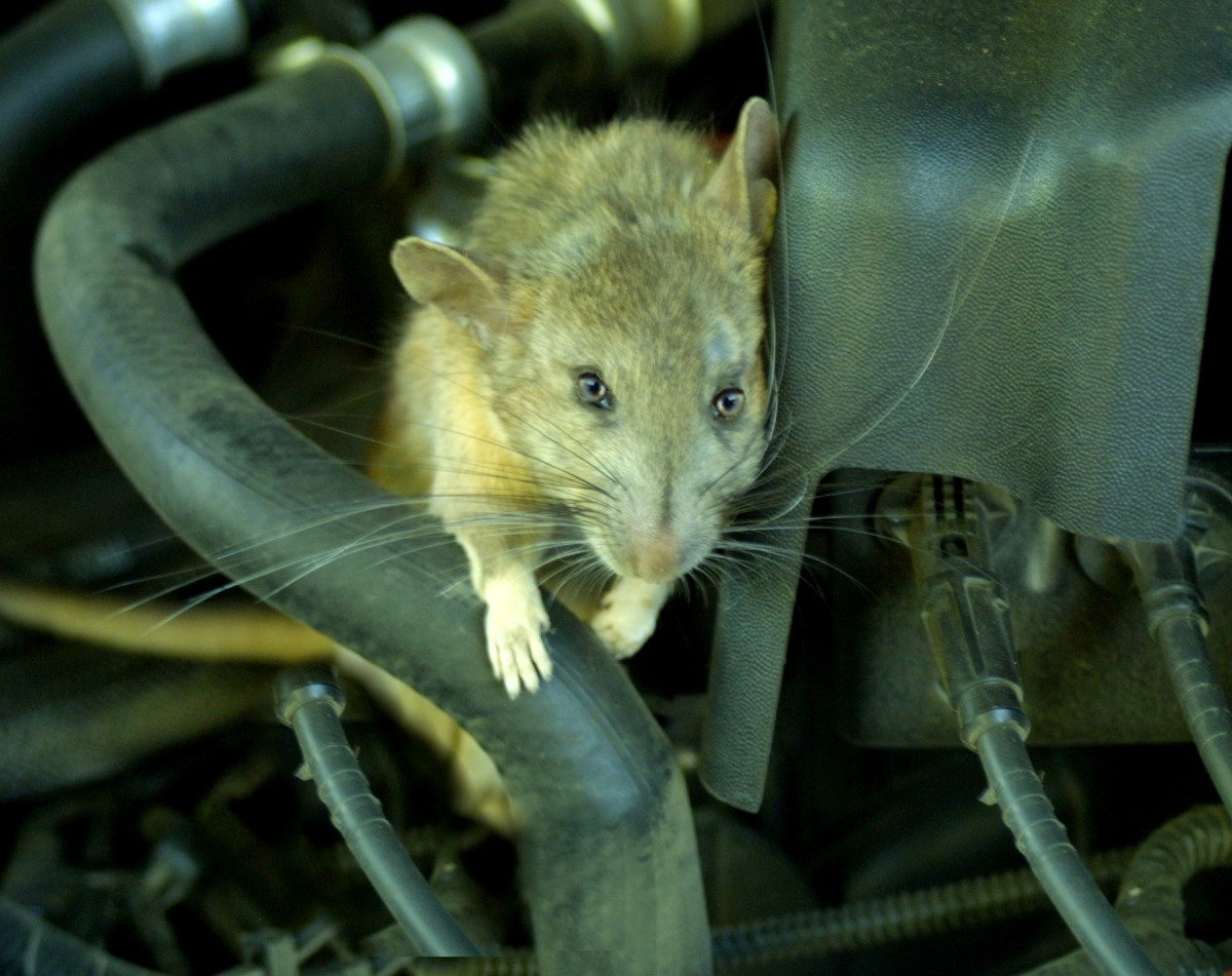 How to Keep Mice, Rats and Other Rodents Out of Your Car Engine