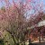 An early blooming sakura/cherry tree (imagine a whole orchard of these decked out in pink petals).