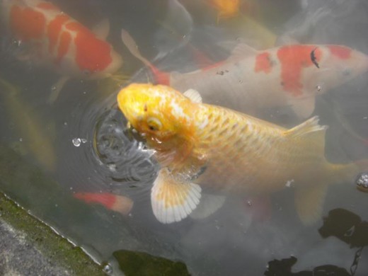 A greedy koi looking for food to the point where he came out of the water.