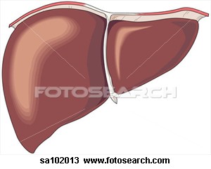 The liver is one of the target organ of Insulin