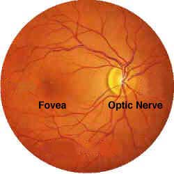 The retina is one of the cells not targeted by insulin
