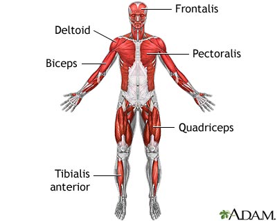 The Muscles are another target organs of the Insulin Hormone