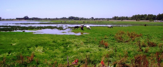 The lake in El Rocio is home to Flamingoes and MOSQUITOES