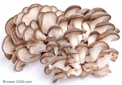 Oyster mushrooms are highly popular and can be easily grown by the connoisseur.
