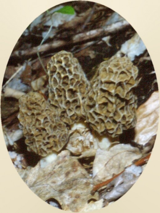 Morels are highly prized as they have a wonderful flavor that works for many dishes. Chefs will pay a good price for fresh morels.