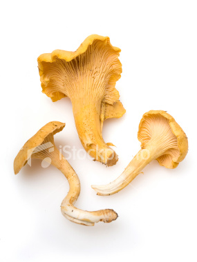 Chantrelles are also highly prized and the season is rather limited. These also fetch a high price. How wonderful if you can find your own.