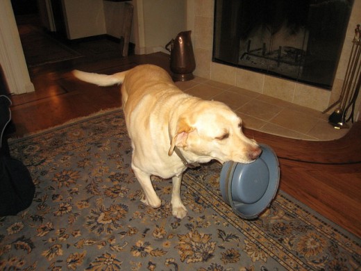 The automatic pet food dispenser can cut down on unwanted begging behavior!  Flickr, Neeta Lind
