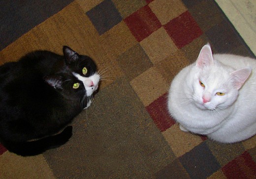 They need an automatic cat feeder:  Feed me!!!  Courtesy Flickr, Per Ola Wiberg ~ Powi