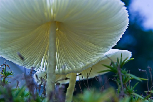 Underside of a mushroom - tough shot without a macro lens