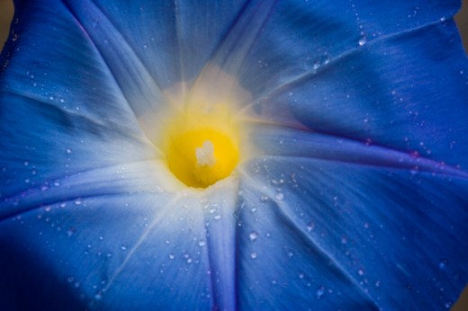 Morning Glory - up close and personal