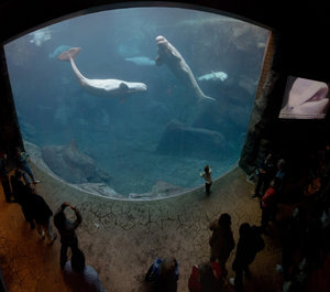  beluga whale are just one of several species which are endangered and being conserved. http://en.wikipedia.org/wiki/Georgia_Aquarium
