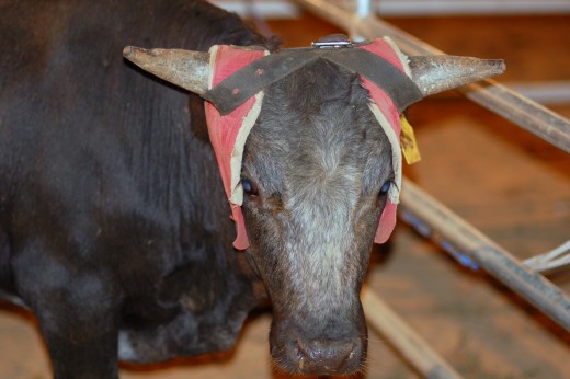 Protective gear worn around the horns to protect the calf. 