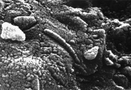 Fossil Microorganisms.