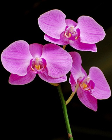 Purple Orchids, from free-extras.com