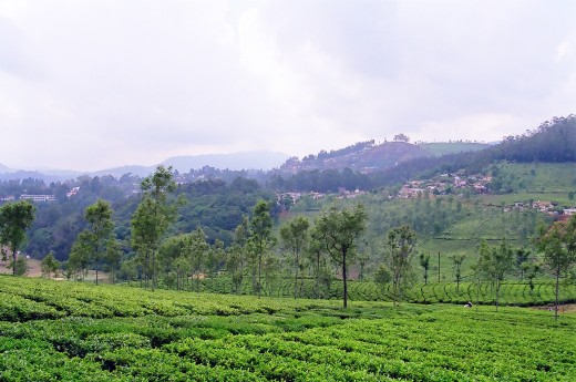 Tea Gardens,Coonoor