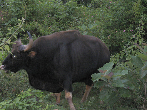 Bison @ Bandipur National Park