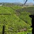 Tea Garden, Munnar
