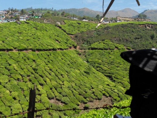 Tea Garden, Munnar
