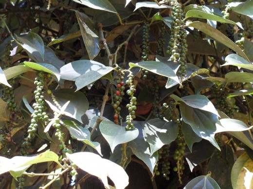 Pepper - Spice Garden, Munnar