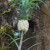 Pineapple - Spice Garden, Munnar