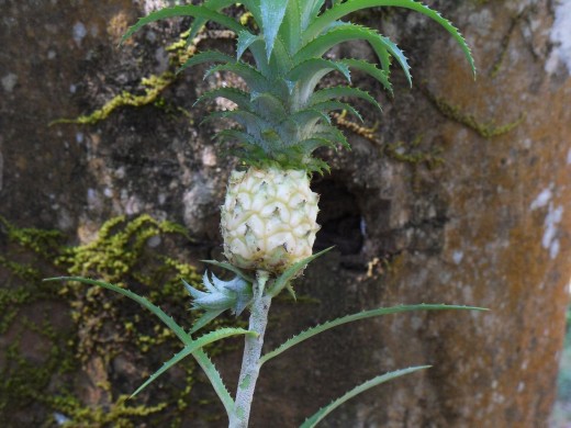Pineapple - Spice Garden, Munnar