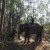 Elephant Safari, Munnar