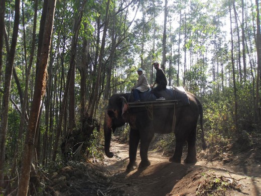Elephant Safari, Munnar