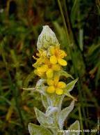 mullein