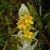 mullein mullein
