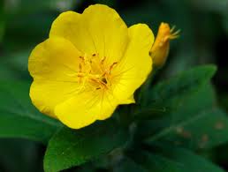 evening primrose