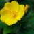 evening primrose evening primrose