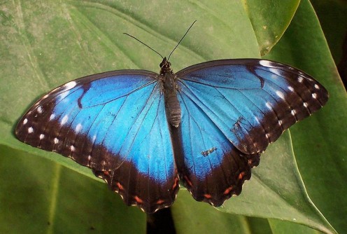 This blue morpho butterfly has its wings wide open to view the lovely color they show.  If the kids want them to land on them, try dressing in that color, and it may work!