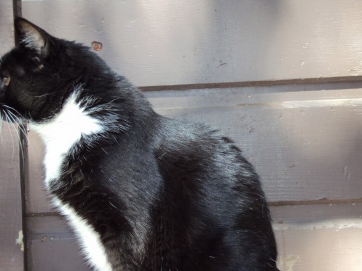 Anastasia is a manx tuxedo cat who loves to play in the garden.  Here she is sitting near the garage, that borders the garden.