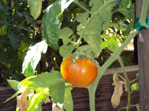 Here is a closeup of a nice juicy red tomato, which would be lovely in a sandwich or a salad.