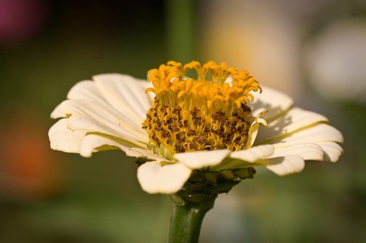 Zinnia closeup photo