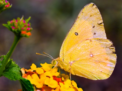 Sulfur Butterfly - one of my favorites