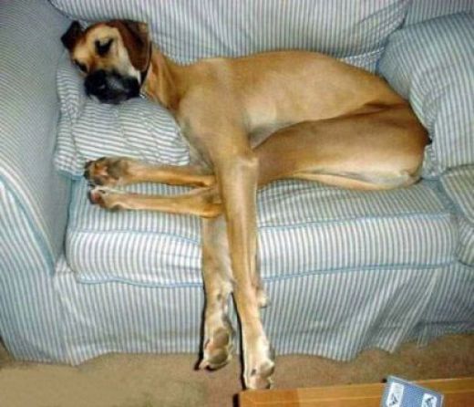 Dog Tired