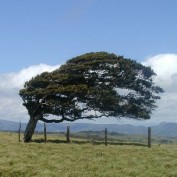 windydaze profile image