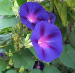 Morning Glories Open to the Moon