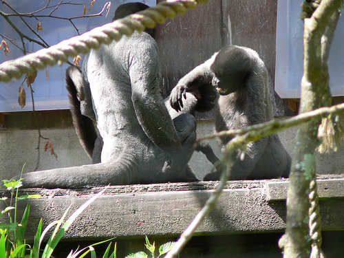 The Monkey Sanctuary, Looe, Cornwall Photo by: Alistair Young