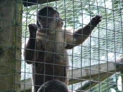 The Monkey Sanctuary, Looe,  Cornwall