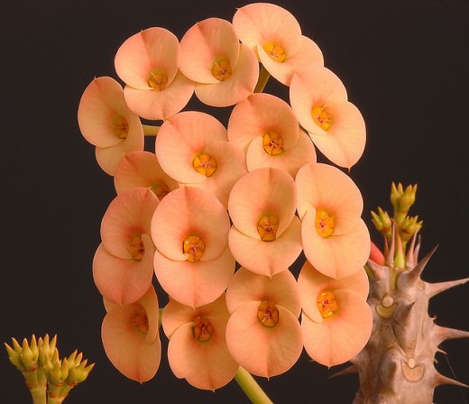 Euphorbia milii native to Madagascar