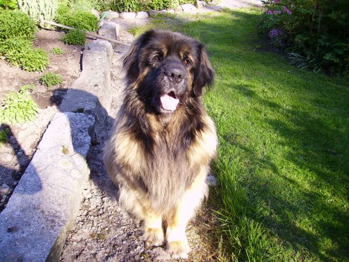 Duvasgardens Prince Rosco, you will always be in my mind!