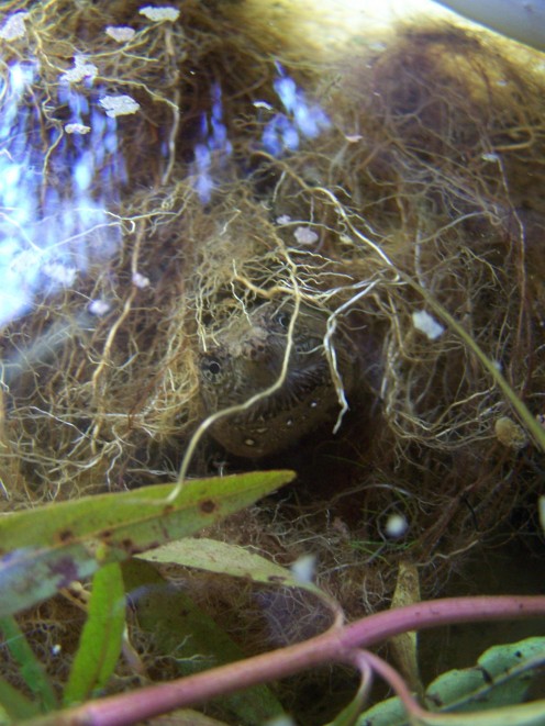 Snappy Hiding in Carex Roots. This Is His Favorite Place to Hang Out.