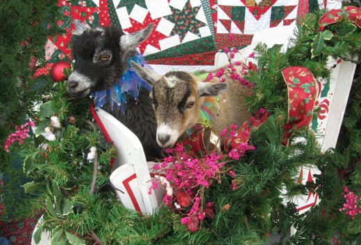 Daisy & Lily were the stars of our '07 Holiday Card!